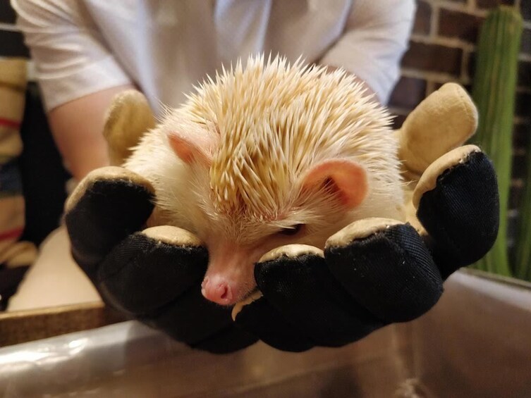Tokyo Hedgehog Cafe Experience