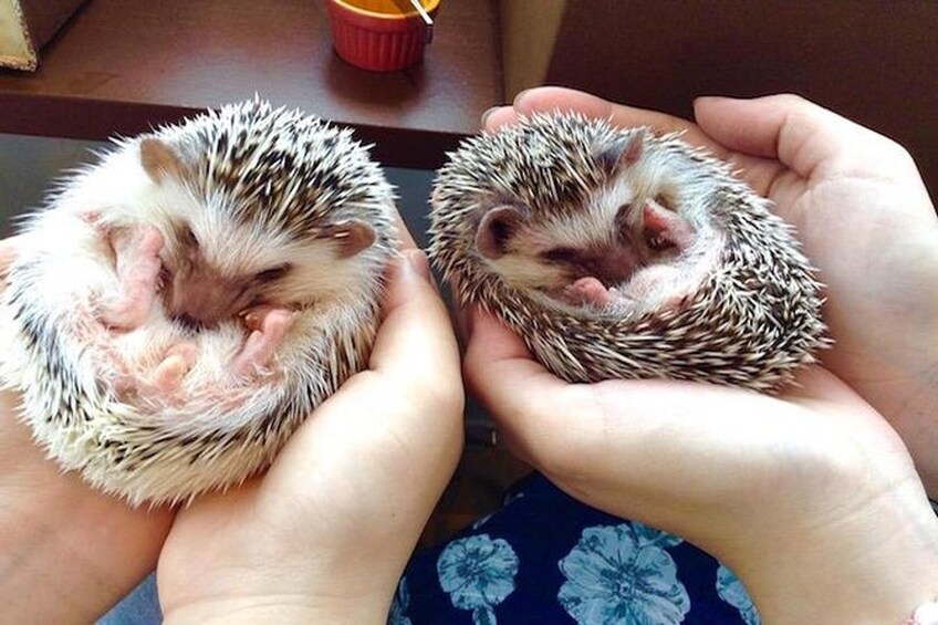 Show item 4 of 10. Tokyo Hedgehog Cafe Experience