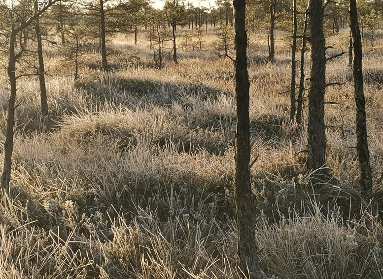 Picture 9 for Activity Kemeri National Park Bog Trail near Riga