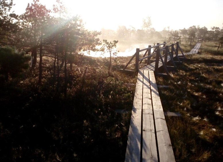 Picture 1 for Activity Kemeri National Park Bog Trail near Riga