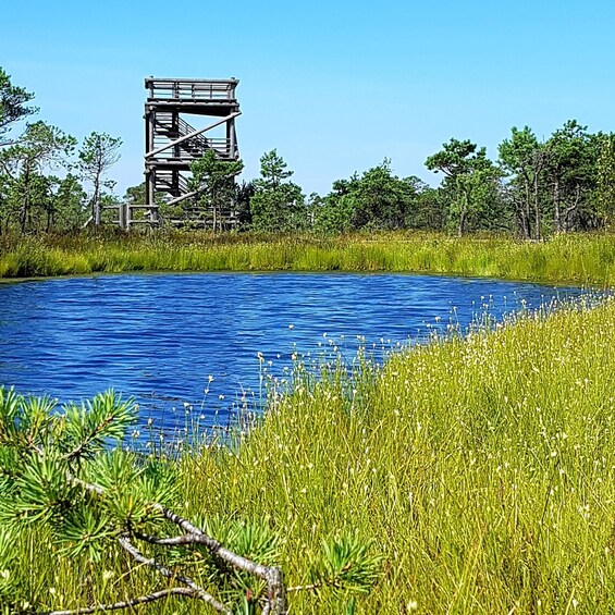 Picture 4 for Activity Kemeri National Park Bog Trail near Riga