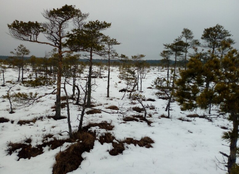 Picture 2 for Activity Kemeri National Park Bog Trail near Riga