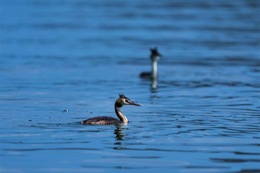 Picture 19 for Activity From Virpazar: Visit Karuč, the hidden pearl of Lake Skadar