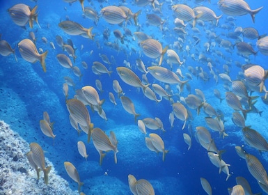1-Hour Snorkelling Tour in Paraggi Bay, Portofino