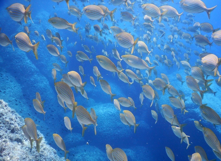 1-Hour Snorkeling Tour in Paraggi Bay, Portofino