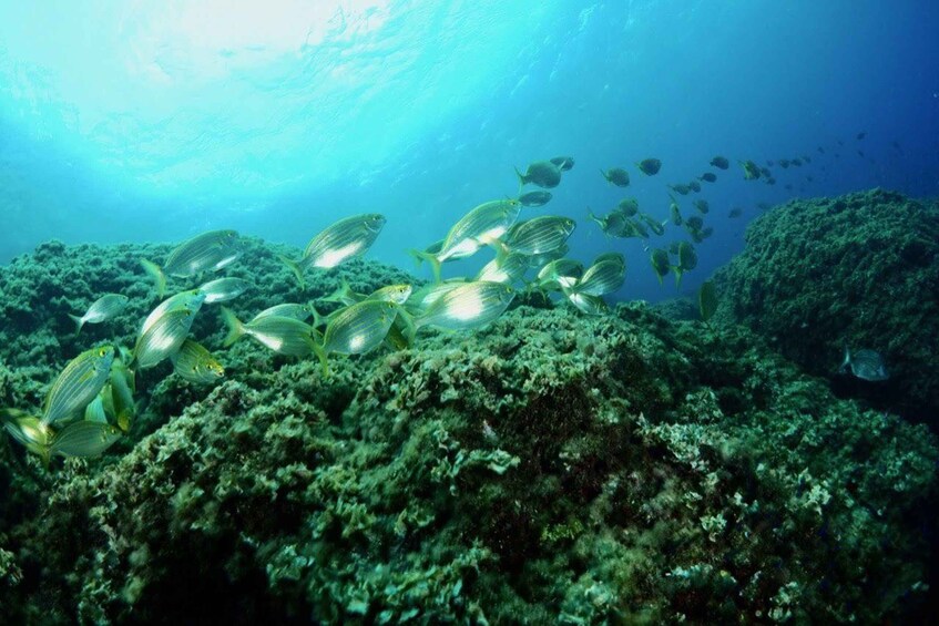 Picture 3 for Activity 1-Hour Snorkeling Tour in Paraggi Bay, Portofino