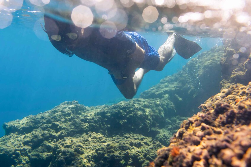 Picture 7 for Activity 1-Hour Snorkeling Tour in Paraggi Bay, Portofino