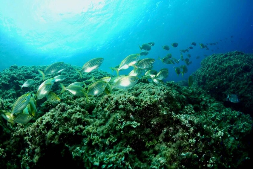 Picture 3 for Activity 1-Hour Snorkeling Tour in Paraggi Bay, Portofino