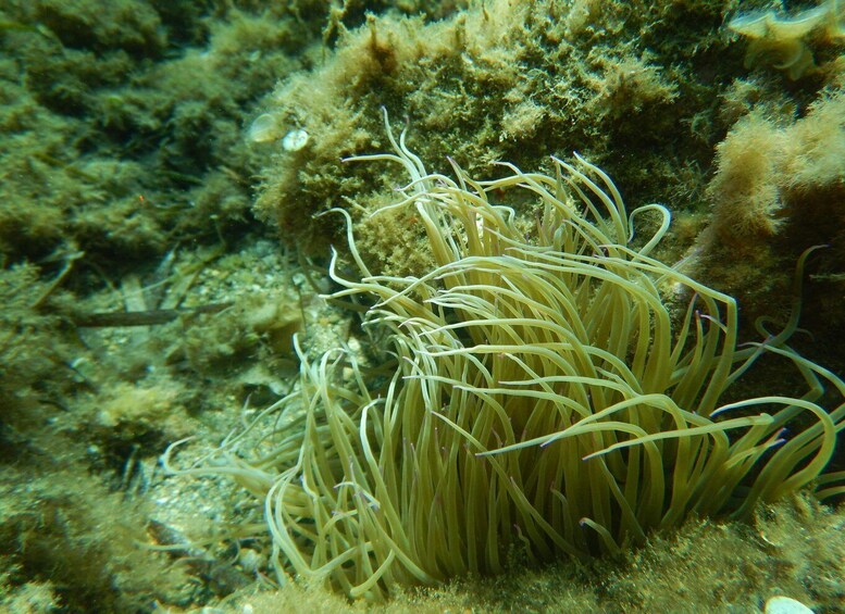 Picture 1 for Activity 1-Hour Snorkeling Tour in Paraggi Bay, Portofino