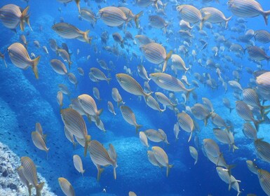 1-Hour Snorkelling Tour in Paraggi Bay, Portofino