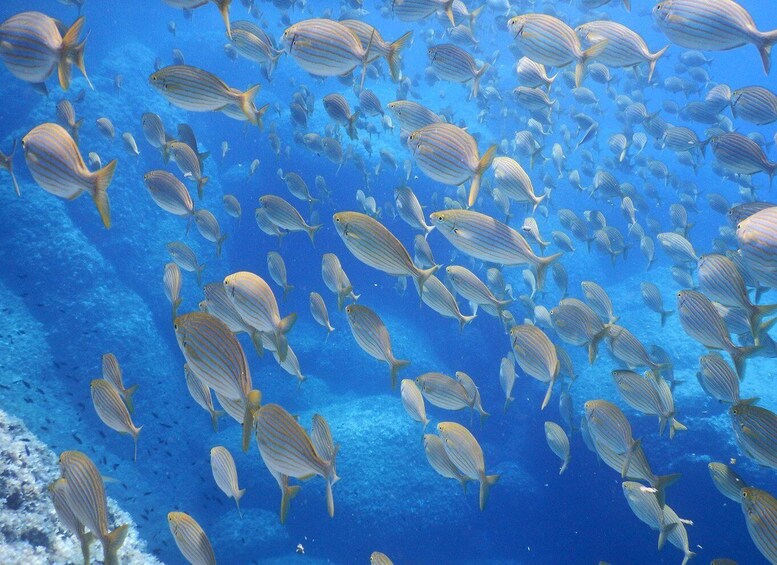 1-Hour Snorkeling Tour in Paraggi Bay, Portofino