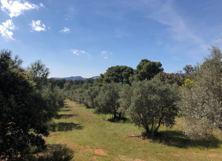 Picture 2 for Activity From Arles: Alpilles Regional Park Provence 4x4 Safari