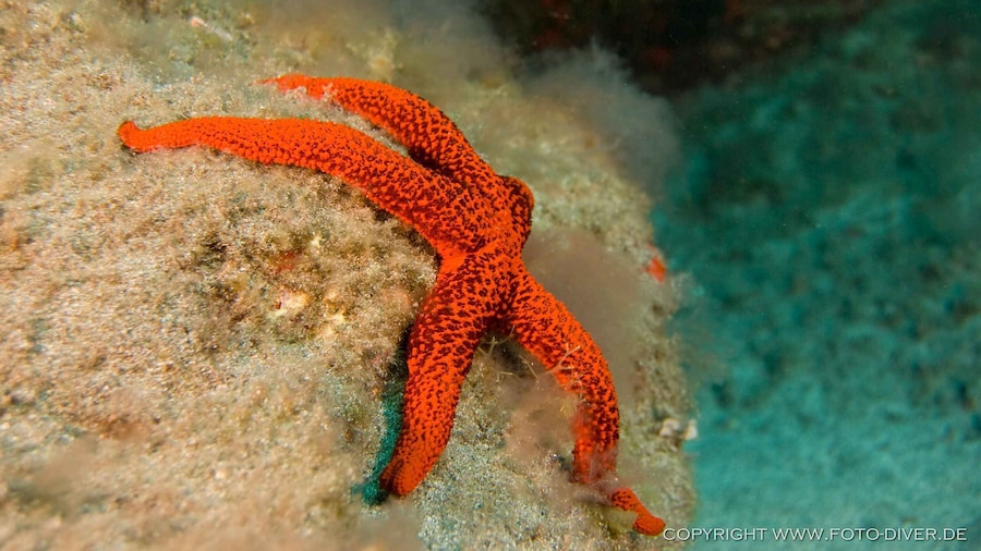 La Palma: Atlantic Snorkeling Tour with Full Gear Rental