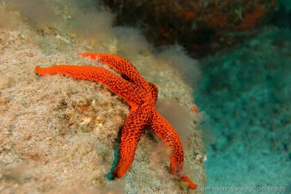 La Palma: Excursión de snorkel en el Atlántico con alquiler de equipo compl...