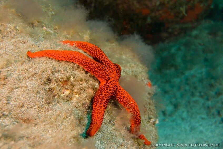 La Palma: Atlantic Snorkeling Tour with Full Gear Rental