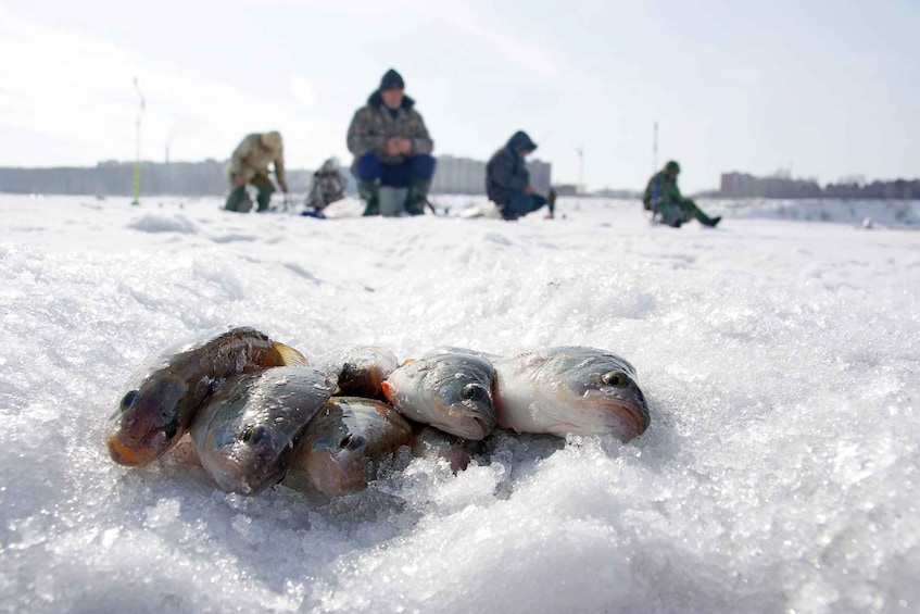 Picture 4 for Activity Rovaniemi: Arctic Circle Ice Fishing Experience with BBQ