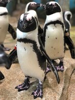 Miami Seaquarium Penguin Encounter