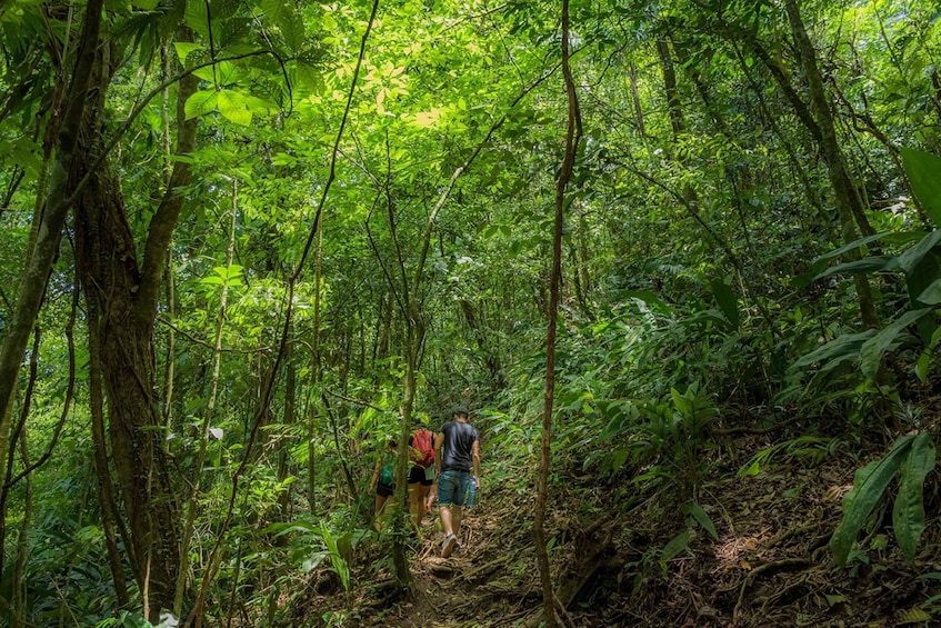 Picture 1 for Activity Combo La Fortuna Waterfall and Volcano Hike & Hotsprings