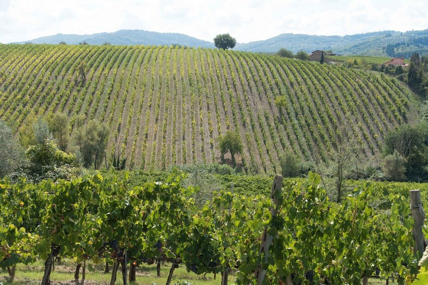 Picture 2 for Activity San Gimignano: Chianti wine tasting experience