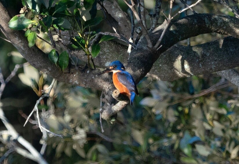 Picture 4 for Activity Byron Bay: Scenic Sunset River Cruise