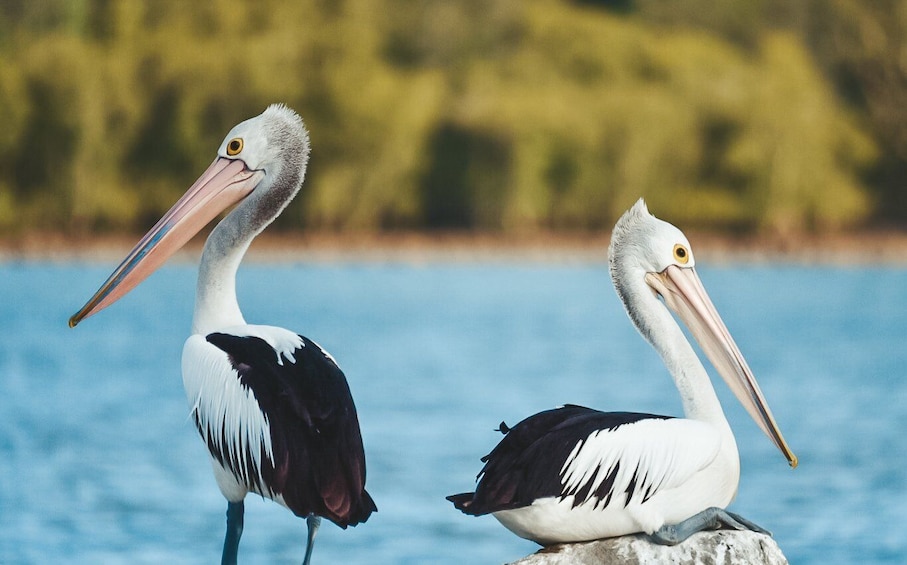 Picture 5 for Activity Byron Bay: Scenic Sunset River Cruise