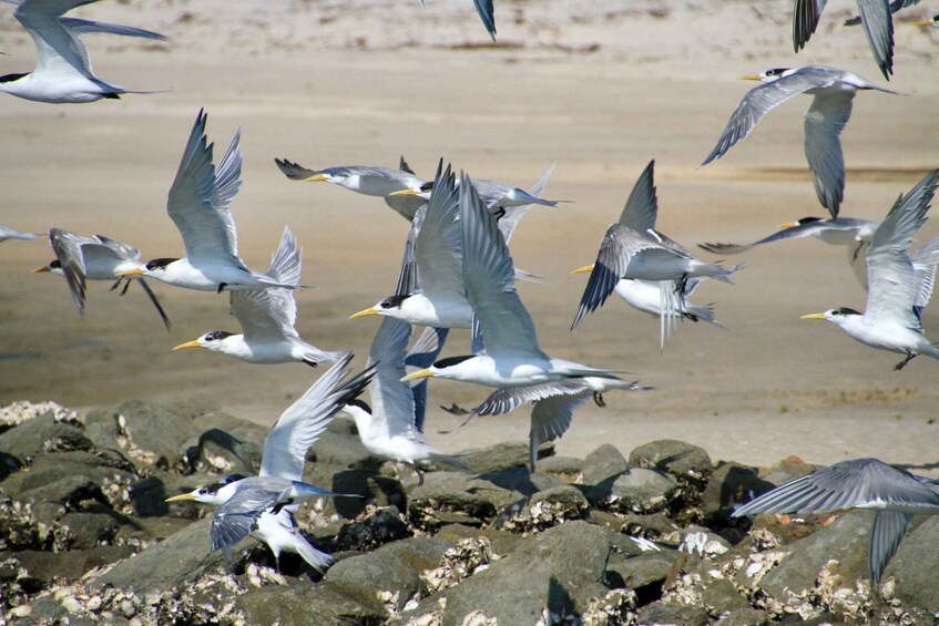 Picture 18 for Activity Byron Bay: Scenic Sunset River Cruise