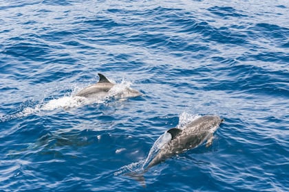 Gran Canaria: Dolphin and Whale Watching