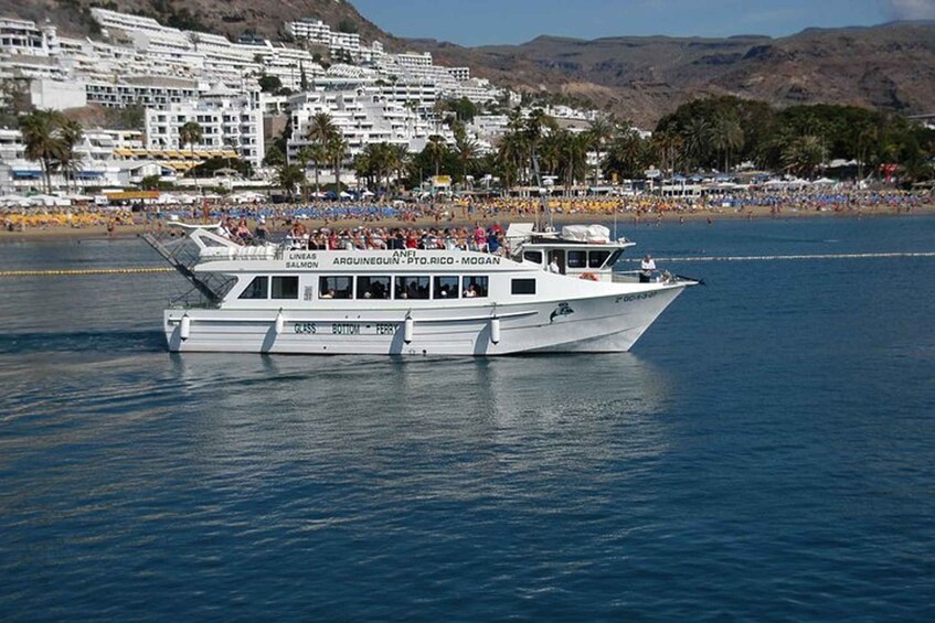 Picture 3 for Activity Gran Canaria: Dolphin and Whale Watching Cruise