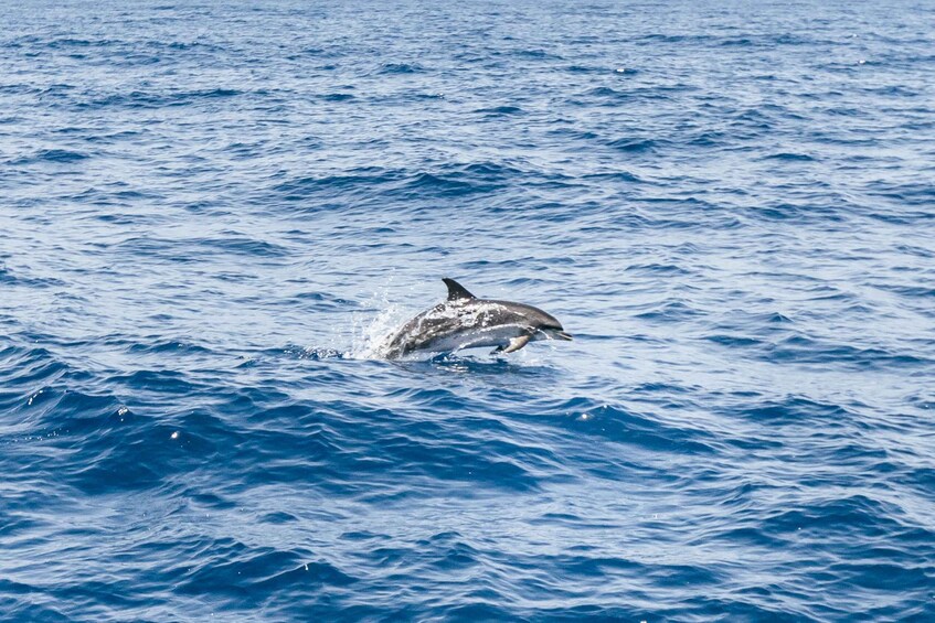 Picture 14 for Activity Gran Canaria: Dolphin and Whale Watching Cruise