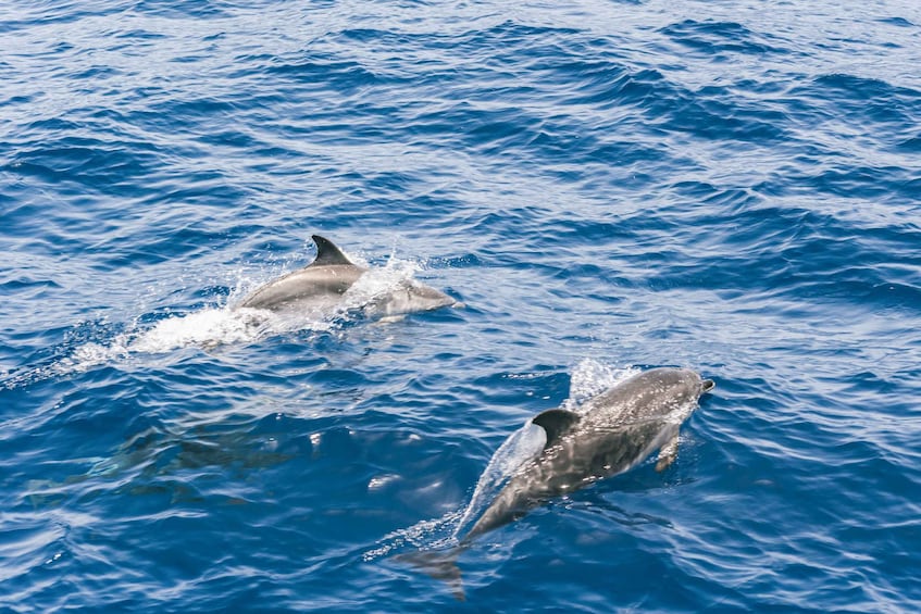 Picture 6 for Activity Gran Canaria: Dolphin and Whale Watching Cruise