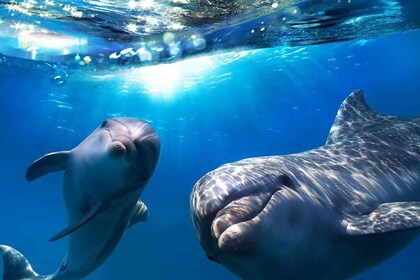 Gran Canaria: Delfin- og hvalsafari på cruise