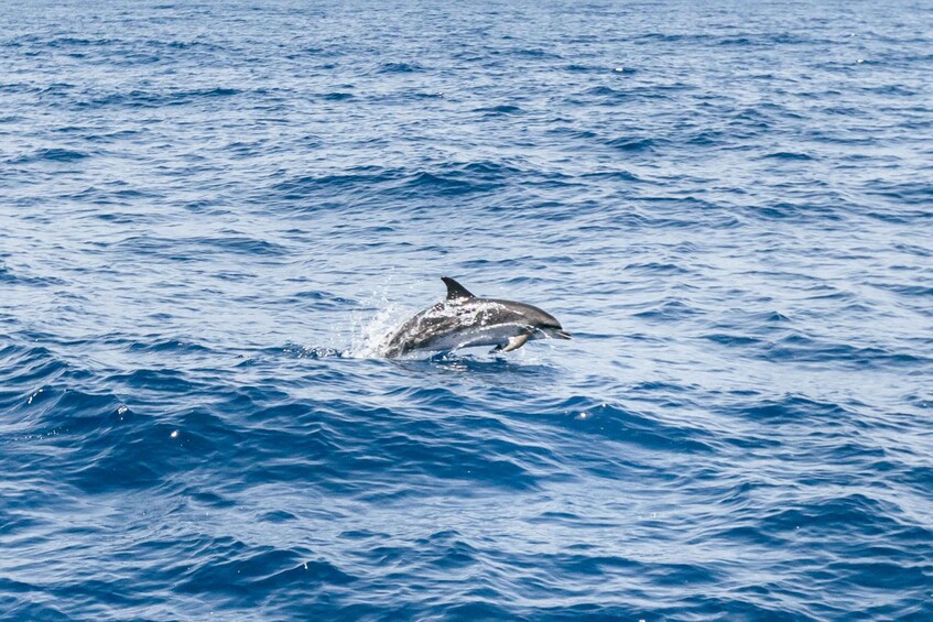 Picture 13 for Activity Gran Canaria: Dolphin and Whale Watching