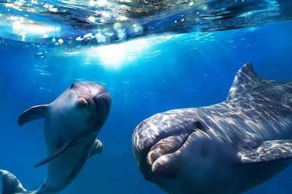 Grande Canarie : Croisière d'observation des dauphins et des baleines