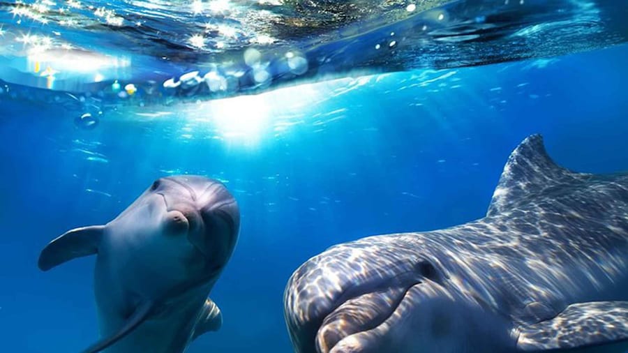 Gran Canaria: Dolphin and Whale Watching Cruise