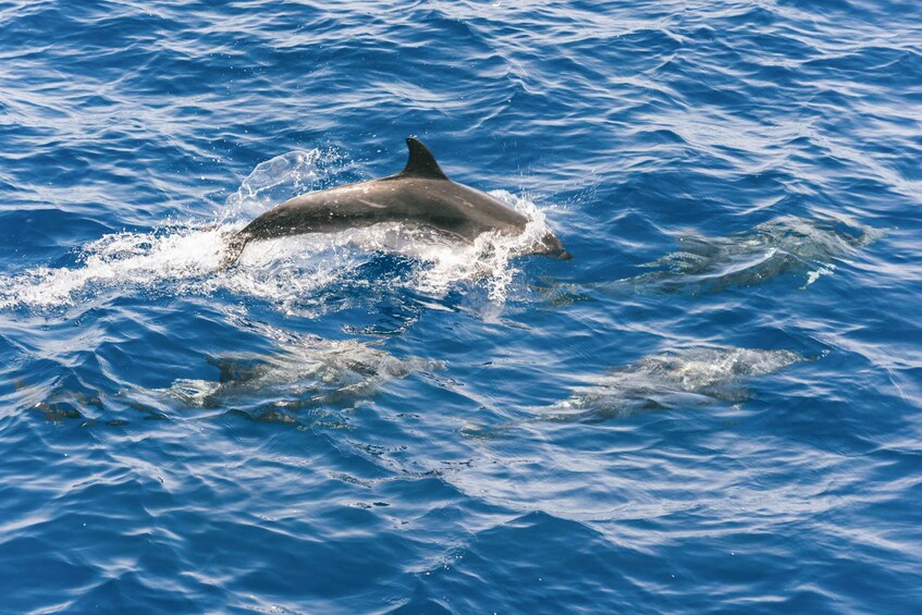 Picture 9 for Activity Gran Canaria: Dolphin and Whale Watching Cruise