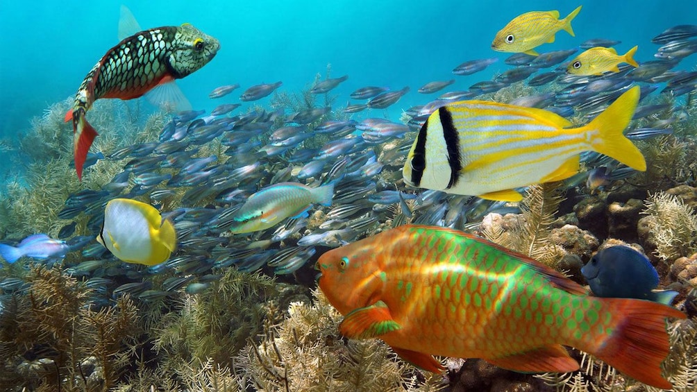 Colorful fish seen when snorkeling at Mangel Halto Beach in Aruba