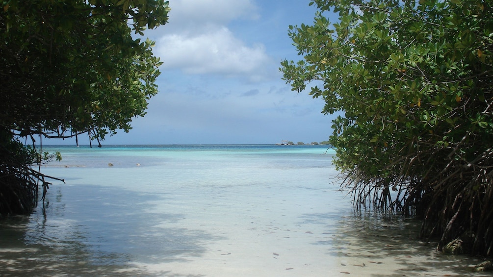 Mangel Halto Beach in Aruba