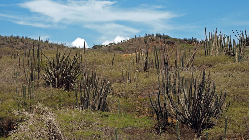 Cactus field at Arikok National Park in Aruba