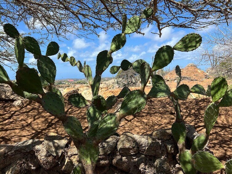 Arikok National Park Hiking Tour