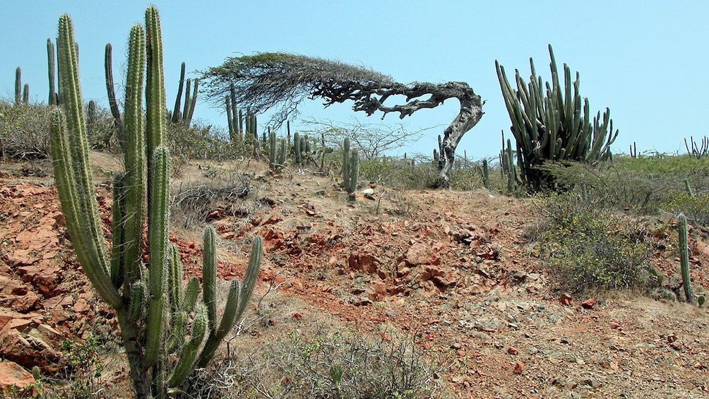 Fofiti tree in Arikok National Park in Aruba