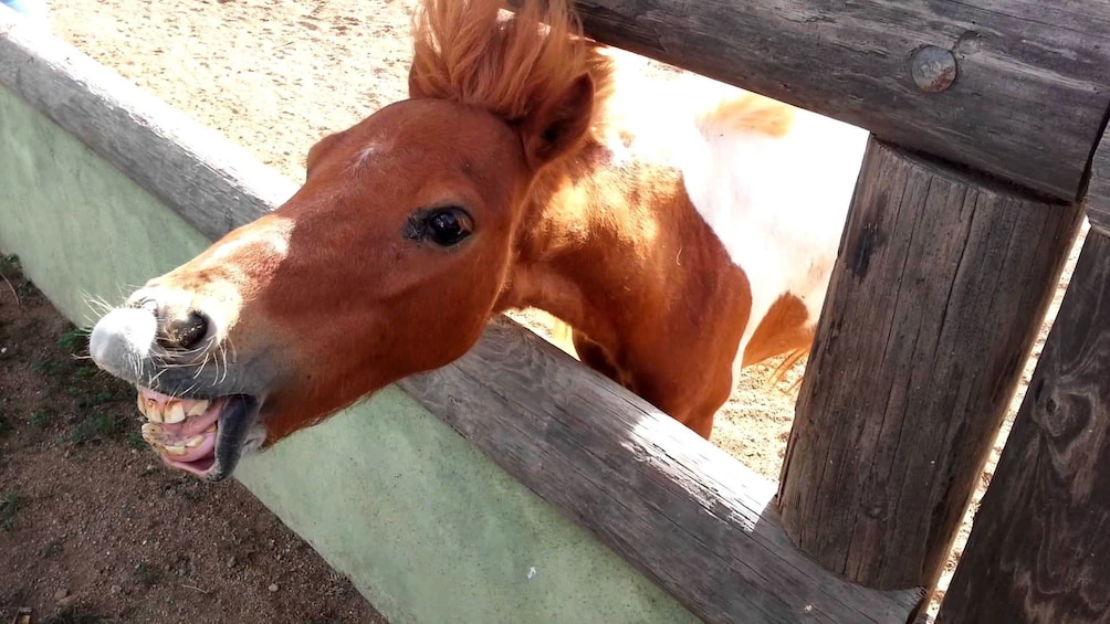 Braying donkey in Aruba