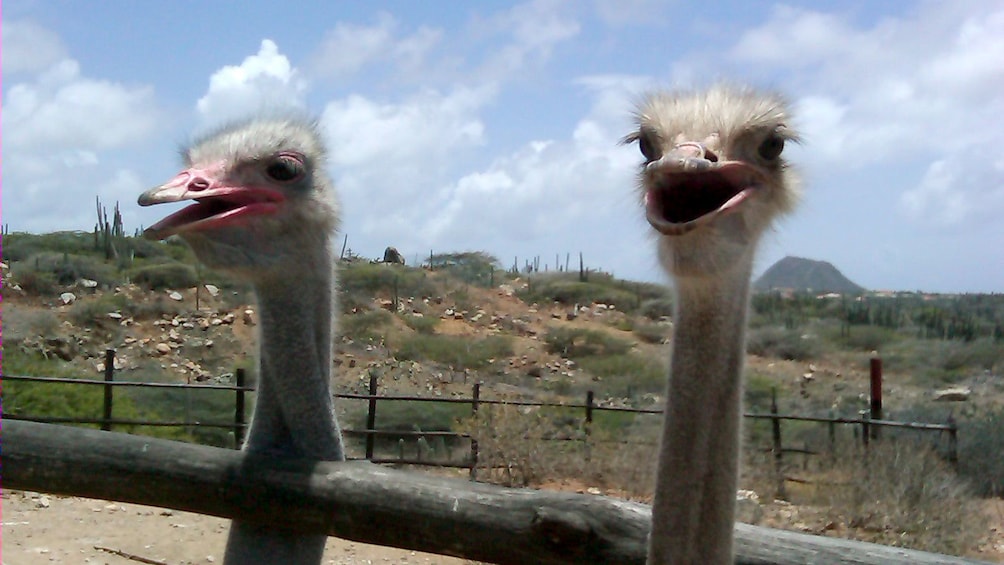 Pair of ostriches in Aruba