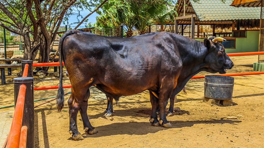 Large bull in Aruba