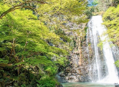 Parque Minoo: caminata guiada por la naturaleza