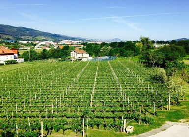 Bilbao: degustación guiada de vinos de txacolí