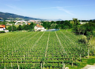 Bilbao : Dégustation guidée de vin Txacoli