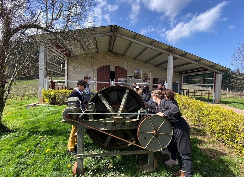 Picture 6 for Activity Bilbao: Guided Txacoli Wine Tasting