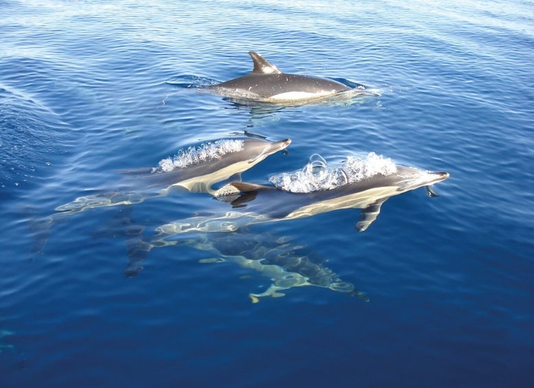 Picture 3 for Activity Olhão: Dolphin Observation