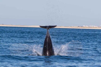 Olhão: Observación de delfines