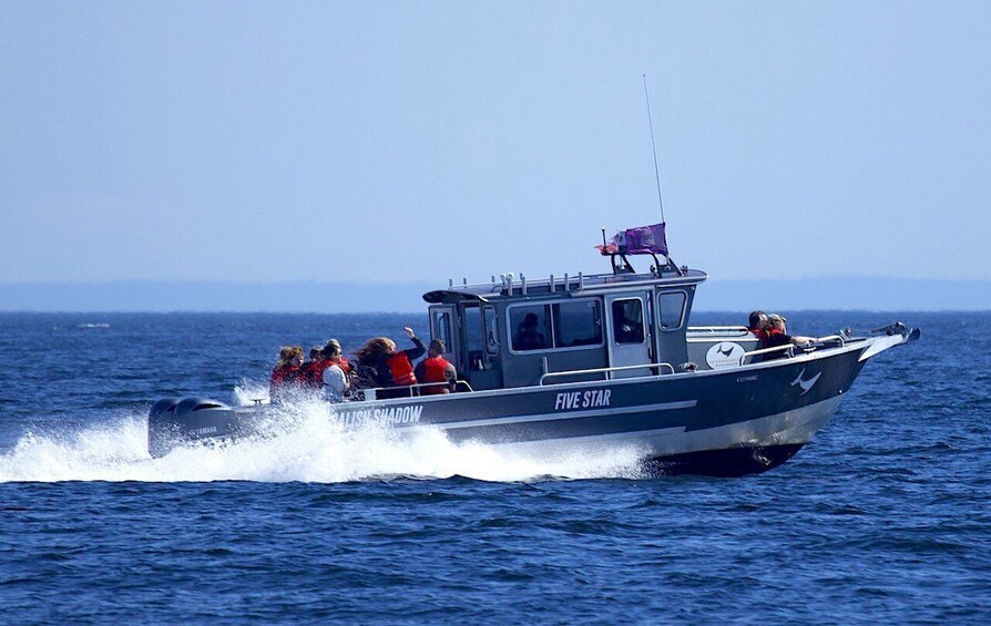 Picture 5 for Activity Victoria, BC: 3-Hour Ultimate Whale & Marine Wildlife Tour